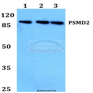 PSMD2 (R34) pAb