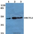 ORCTL2 (L395) pAb