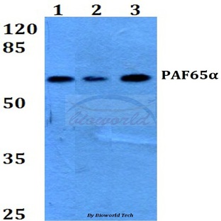 PAF65(alpha) (Q53) pAb