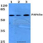 PAF65(alpha) (Q53) pAb