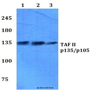 TAF II p135/p105 (E977) pAb