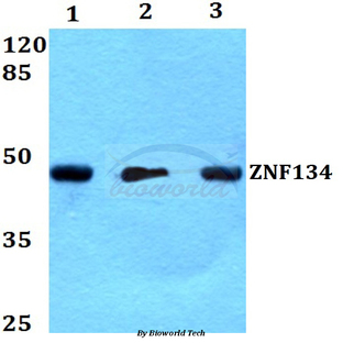 ZNF134 (K72) pAb