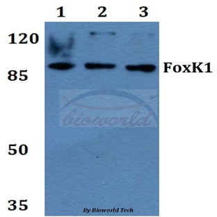 FoxK1 (G698) pAb