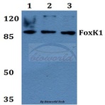 FoxK1 (G698) pAb