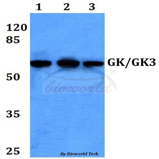 GK/GK3 (H39) pAb