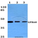 GPR68 (R214) pAb