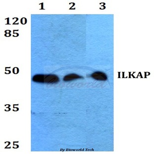 ILKAP (K71) pAb