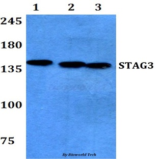 STAG3 (Q1187) pAb