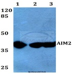 AIM2 (A78) pAb