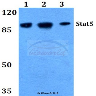 Stat5 (W287) pAb