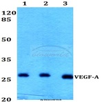 VEGF-A (R131) pAb