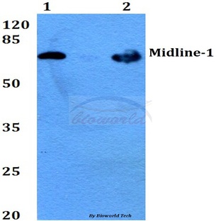 Midline-1 (E103) pAb