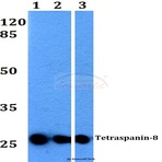 Tetraspanin-8 (S129) pAb