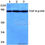 TAF II p100 (G411) pAb