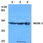 MOR-1 (S57) pAb