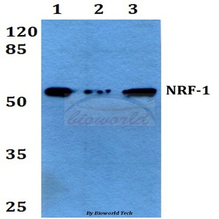 NRF-1 (V256) pAb