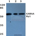 GABAA R(gamma)1 (K51) pAb