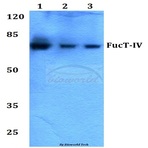 FucT-IV (E71) pAb