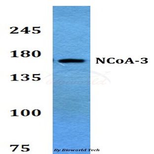 NCoA-3 (S587) pAb