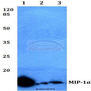 MIP-1(alpha) (D75) pAb