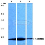 Insulin (F49) pAb