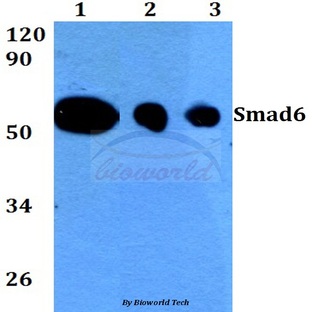 Smad6 (N372) pAb