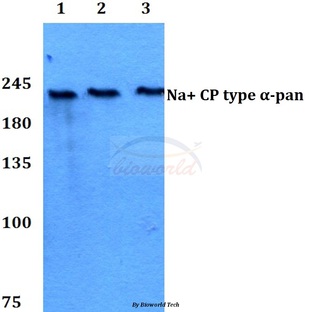 Na+ CP type (alpha)-pan (E1476) pAb