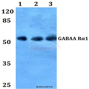 GABAA R(alpha)1 (L361) pAb