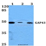 GAP43 (A35) pAb