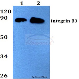 Integrin (beta)3 (S778) pAb