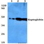 Haptoglobin (V328) pAb