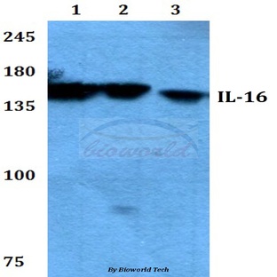 IL-16 (G97) pAb