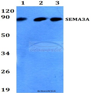 SEMA3A (P737) pAb