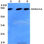 SEMA3A (P737) pAb