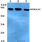 SEMA3C (E750) pAb