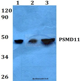 PSMD11 (R310) pAb