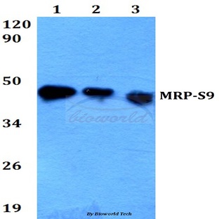 MRP-S9 (F132) pAb