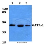 GATA-1 (L136) pAb