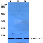 Cystatin C (F122) pAb