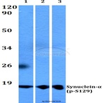 p-Synuclein-(alpha) (S129) pAb