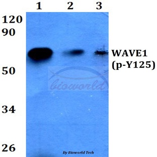 p-WAVE1 (Y125) pAb