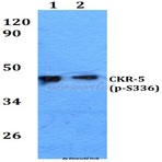 p-CKR-5 (S336) pAb