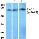 p-PKC (delta) (S645) pAb