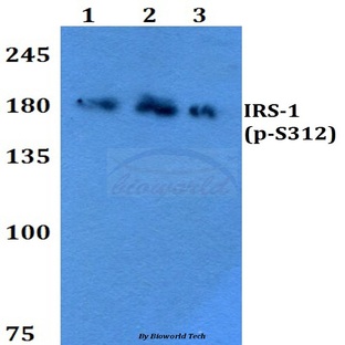 p-IRS-1 (S312) pAb