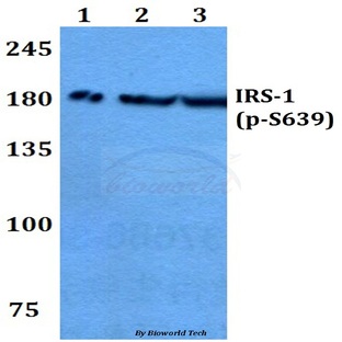 p-IRS-1 (S639) pAb