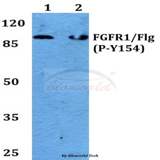 p-FGFR1 (Y154) pAb