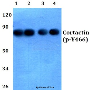 p-Cortactin (Y466) pAb