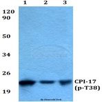 p-CPI-17 (T38) pAb