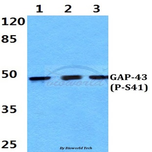 p-GAP43 (S41) pAb