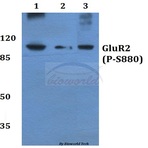 p-GluR-2 (S880) pAb